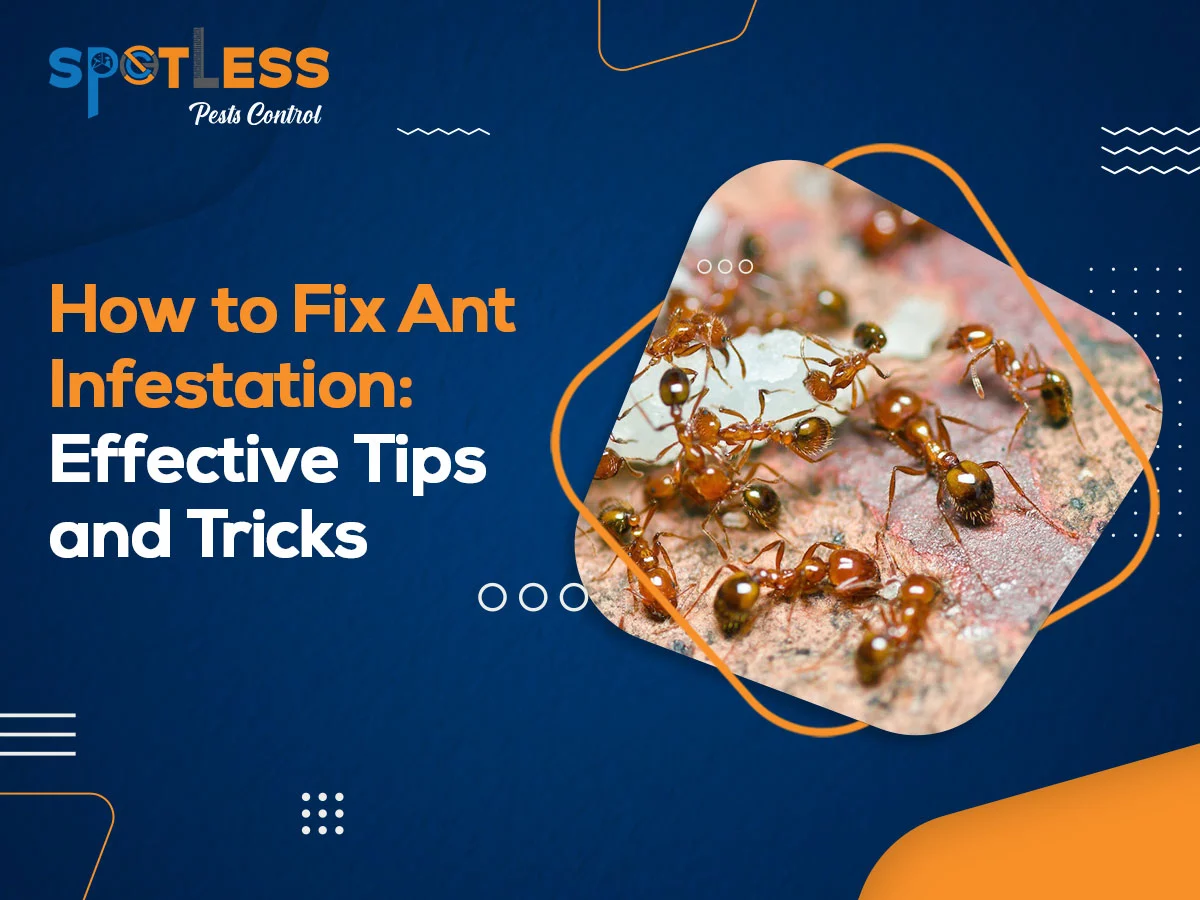How to Fix Ant Infestation Effective Tips and Tricks