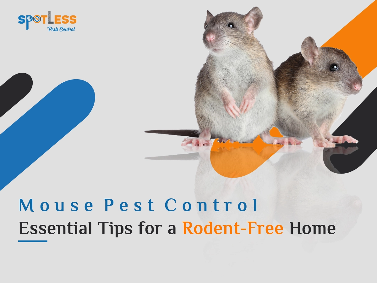 Mouse Pest Control Essential Tips for a RodentFree Home
