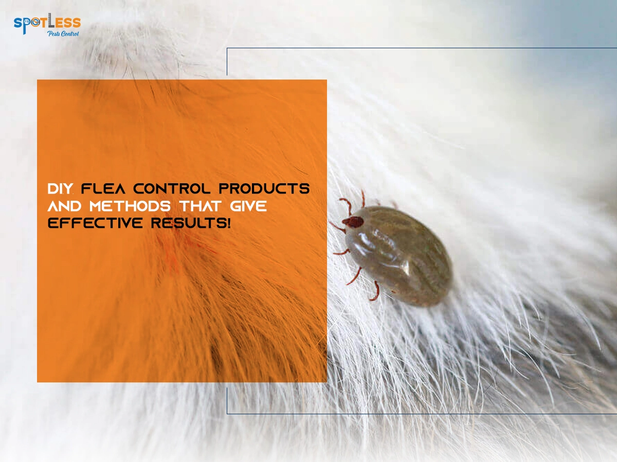 flea-control-spotlesspestscontrol